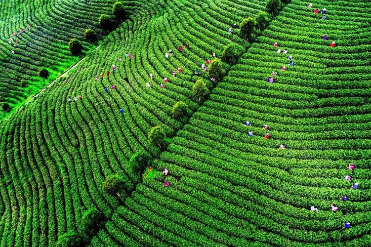 一公顷是多少亩茶园_1