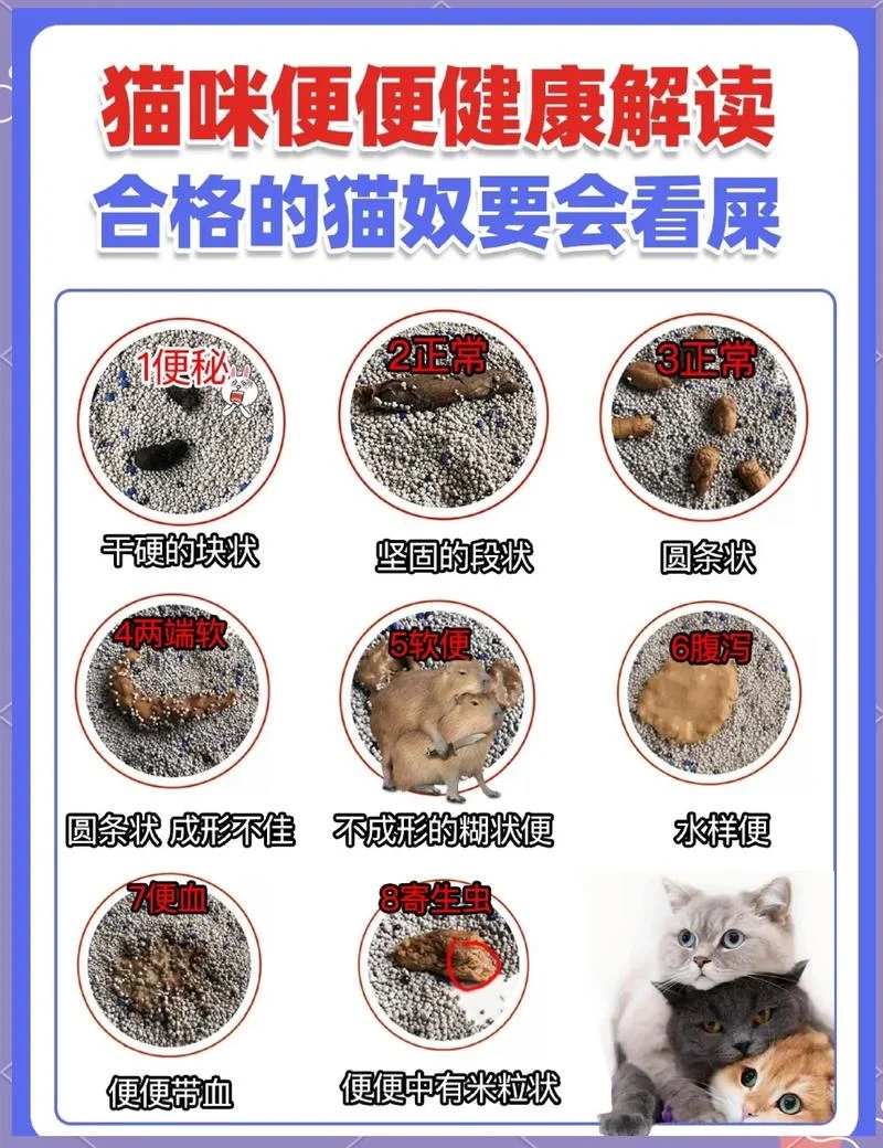 梦见猫屎是什么预兆 女性-女性梦见猫屎预兆