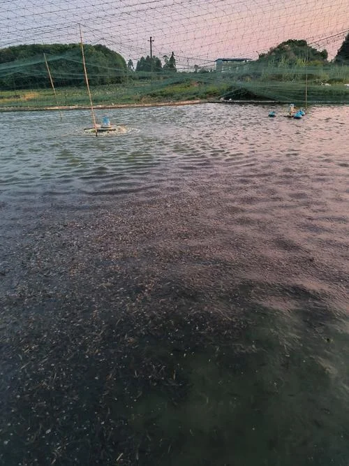 养泥鳅一亩地赚多少钱_1