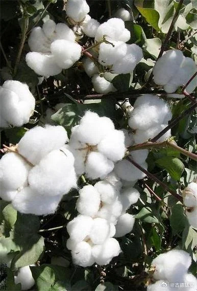 新疆棉花质量好-新疆棉花品质优