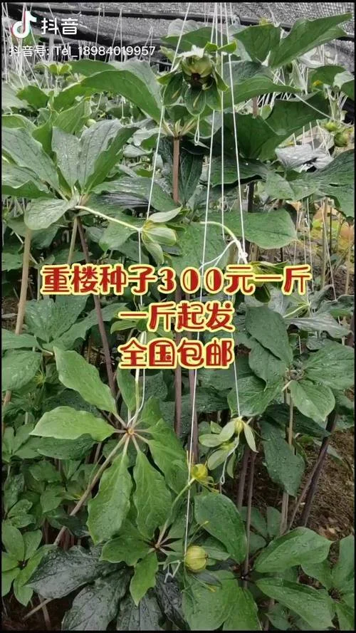 种重楼一亩大概多少钱_1