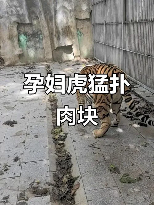 孕妇梦见老虎追自己是什么意思_2