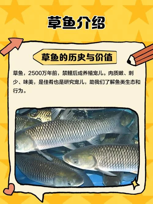草鱼学名叫什么名字_1