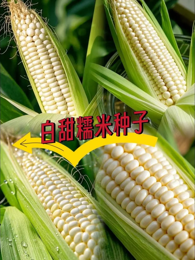 禾田4玉米种子介绍-禾田 4 玉米种子简介