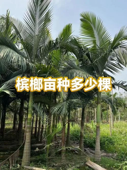 2米×2米一亩地栽多少树_1