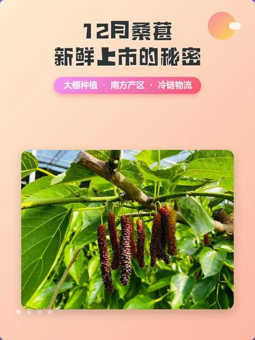 几月份有桑葚_1