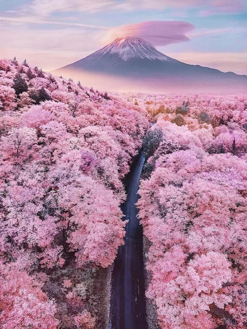 日本十大樱花景点-日本十大赏樱胜地