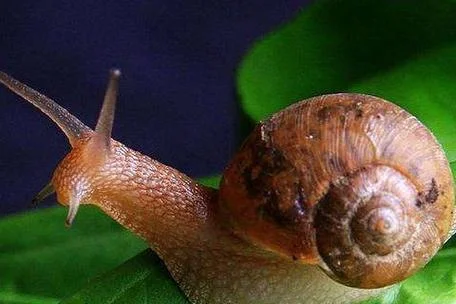 梦见蜗牛被风吹死_1