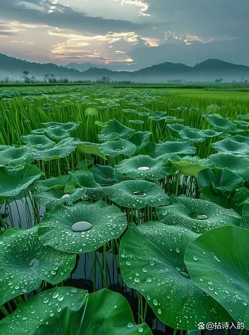 梦见池塘水满而见底-梦见池塘水满见底