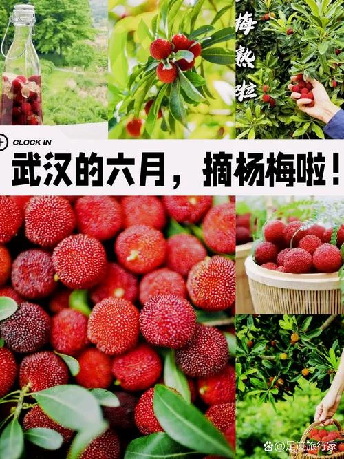 杨梅几月份是应季水果-杨梅当季时间