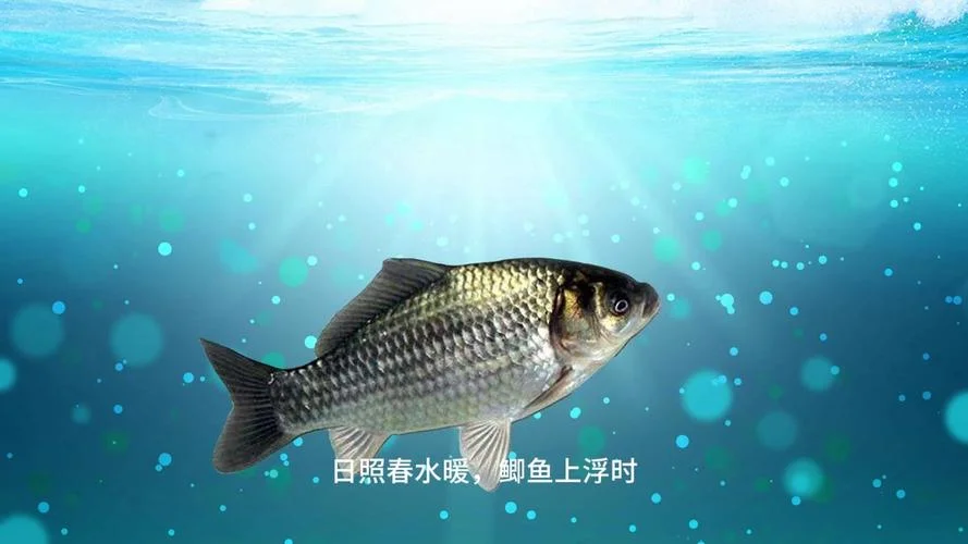 梦见很多鲫鱼在水里游_1