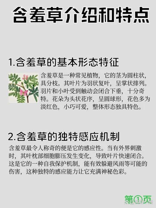 送含羞草代表什么意思-含羞草送代表吉祥