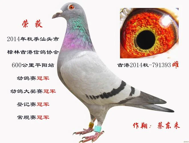 怎么查信鸽成绩_1