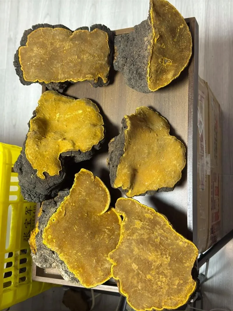 桑黄是一种什么东西_1