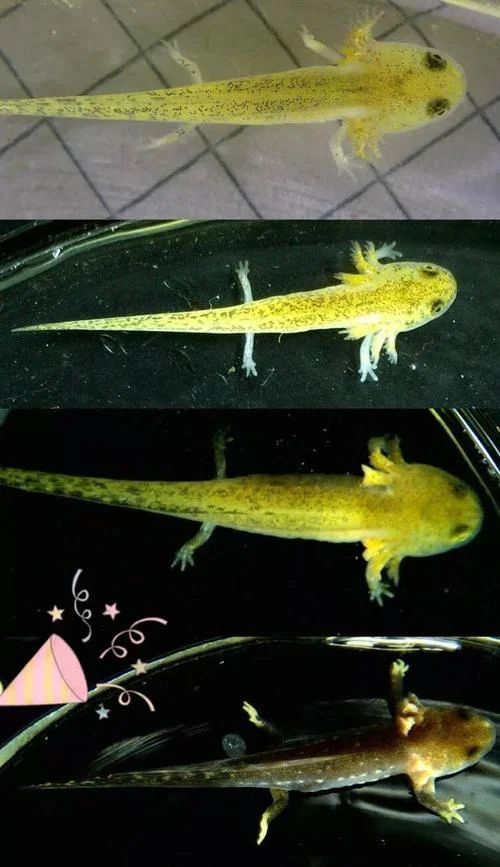 并没有什么卵用出处_2