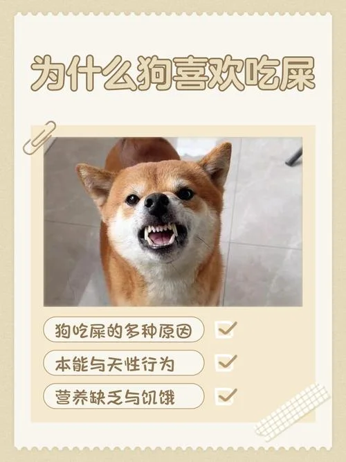 做梦吃屎有什么预兆_2