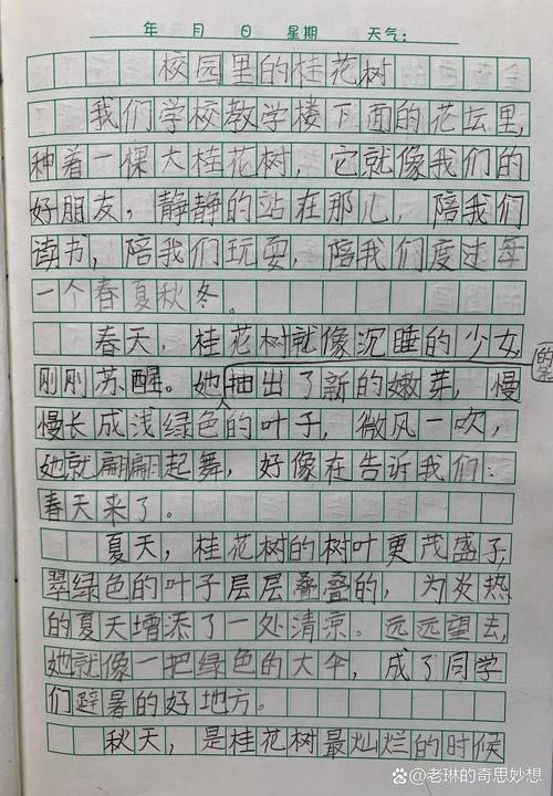 桂花的作文怎么写-桂花作文怎么写