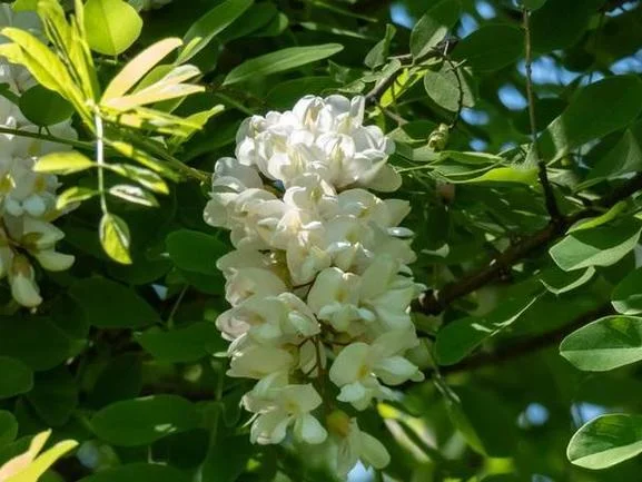 孕妇梦见槐花开满树摘槐花_1