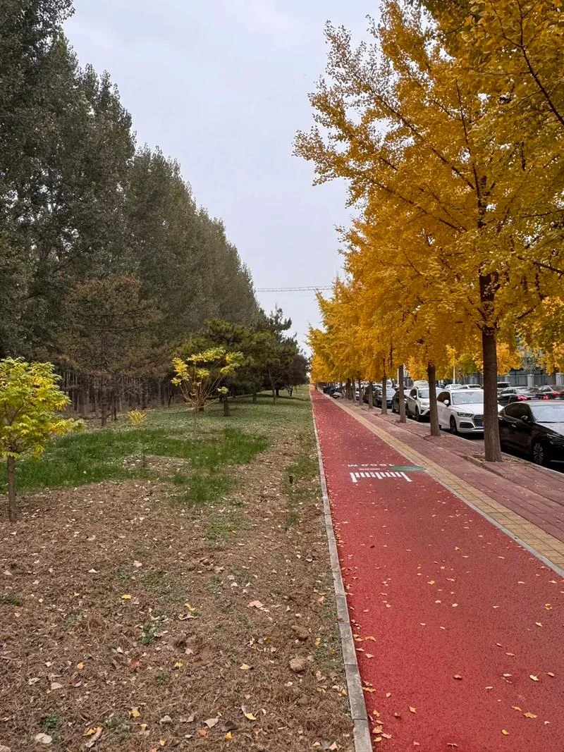 黄色枫叶是哪一年的歌-黄枫叶是哪年歌
