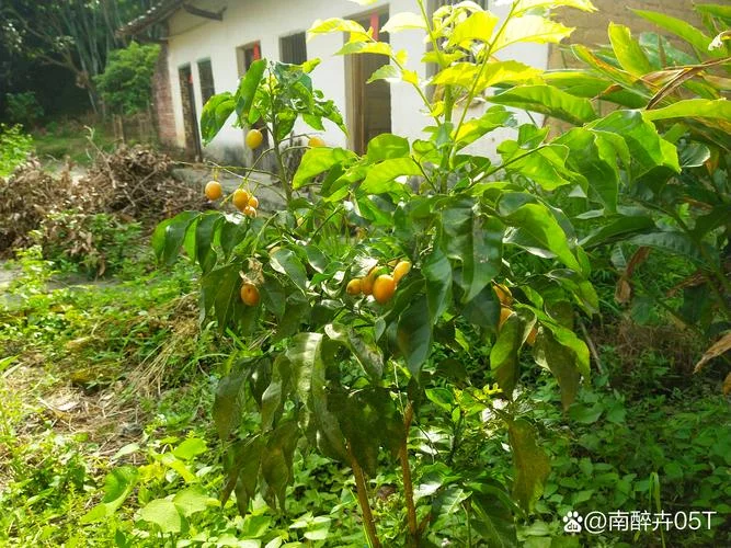 梦到枯树结果子_2