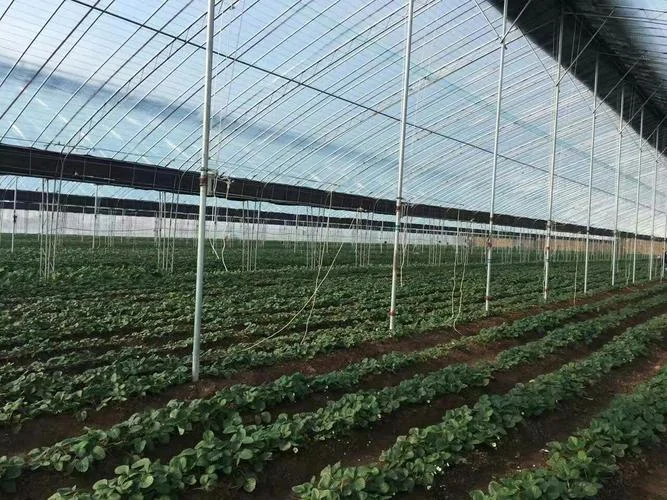 草莓的产量一亩地能产多少_1
