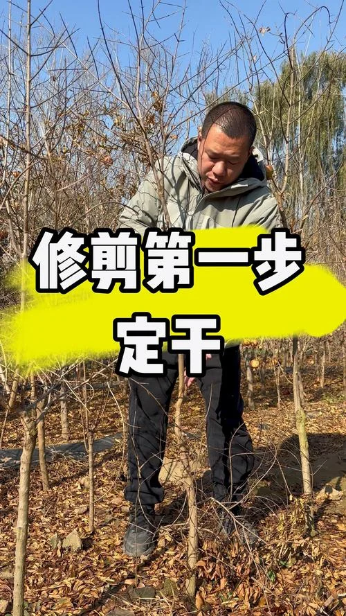石榴树几月份修剪-石榴树修剪最佳时间
