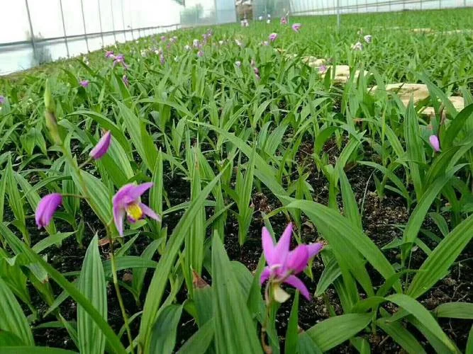 白芨种植一亩投资多少_1