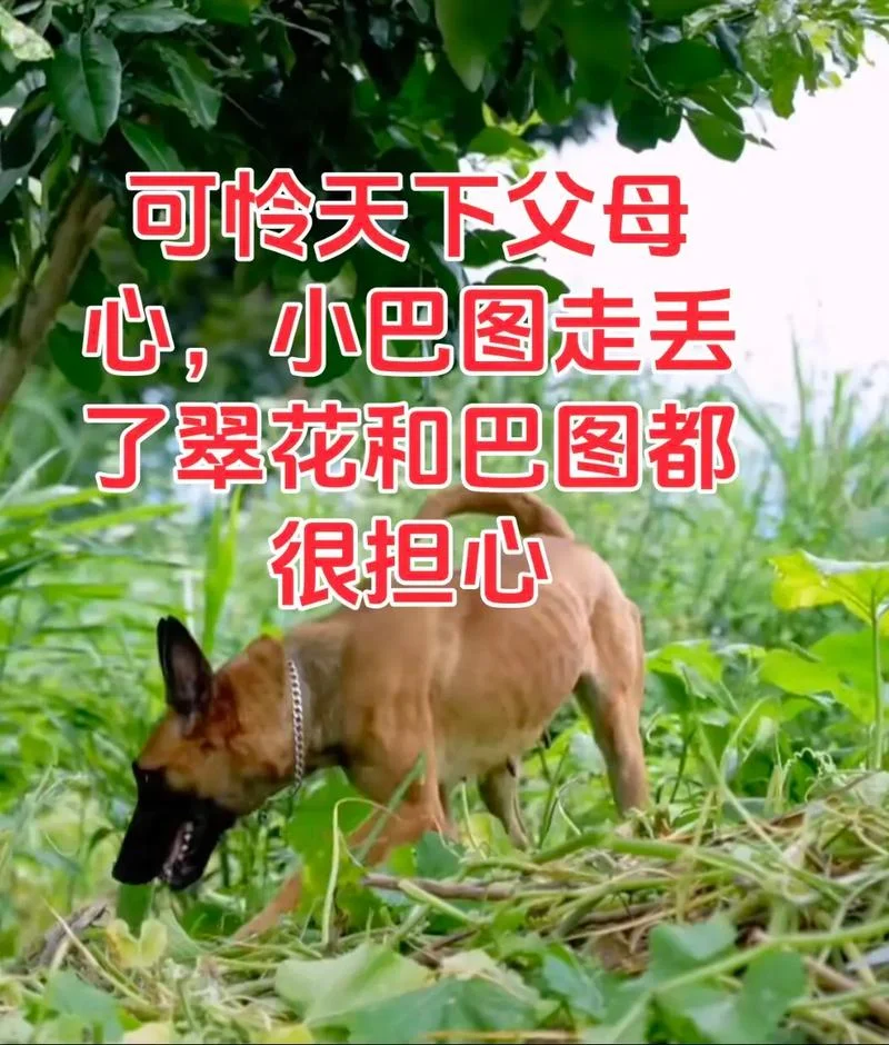 可怜天下父母心出自哪_2