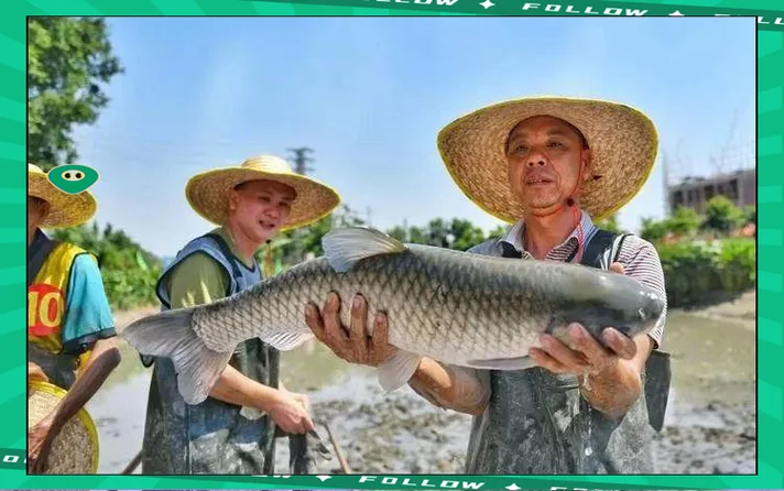 梦见别人逮鱼是什么征兆_1
