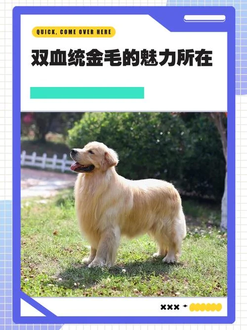金毛是哪个国家的宠物-金毛为美国犬种