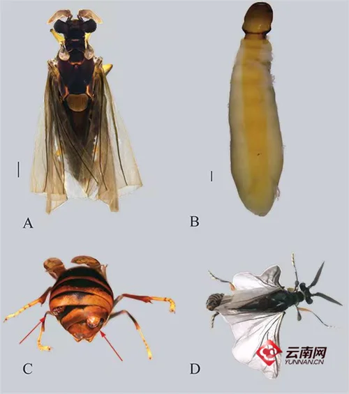 中科院 昆虫学 考研-中科院昆虫学考研