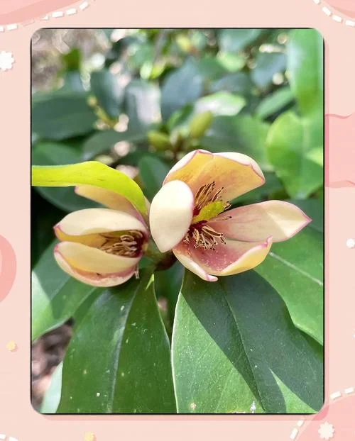 含笑真名叫什么_1