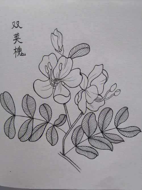 槐树花图片简笔画大全_1