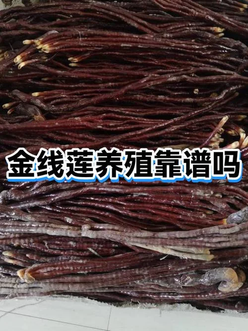 金线莲在几月份长苗_1