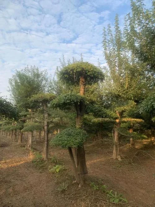 一亩田多少平方米合理_2