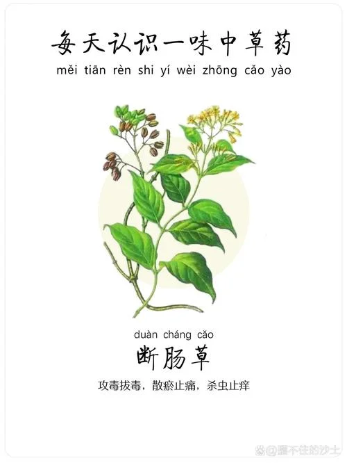 断阳草的别名叫什么-断阳草别称