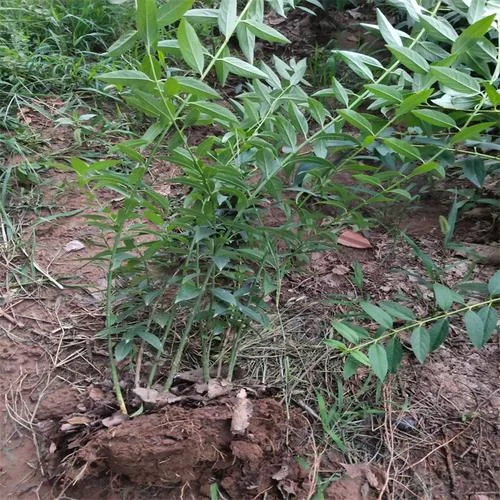 连翘一亩地栽多少棵_1