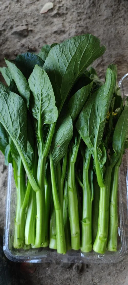和菜头一样的菜叫什么_2