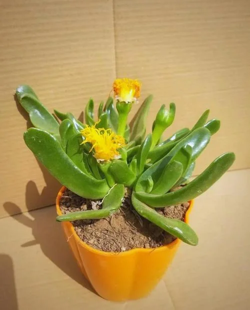 多肉开的花叫什么名字_1