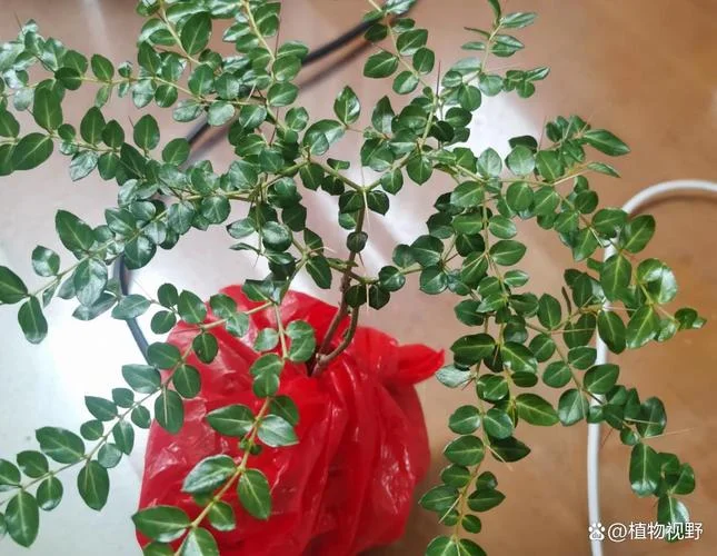 绣花针草又叫什么_1