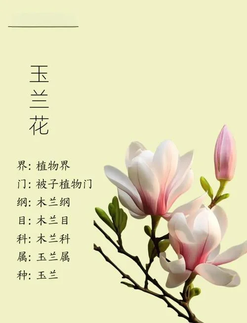 玉树芝兰的出处-玉树芝兰出处