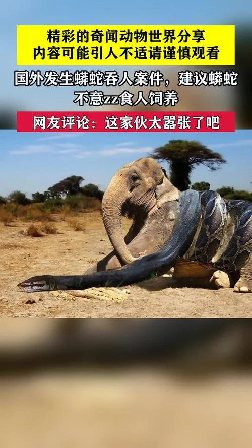 梦见大蛇吃人是什么预兆_2