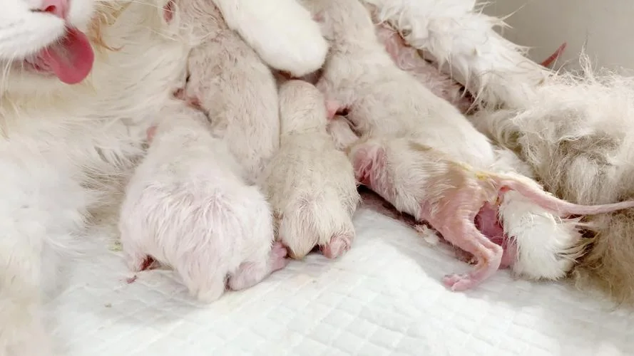 孕妇梦到猫打架_1