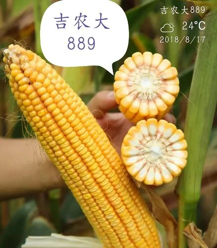 吉农大355玉米种子简介-吉农大 355 玉米种子简介 吉农大355玉米种子简介-吉农大 355 玉米种子简介