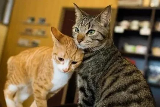 梦见五只猫_2