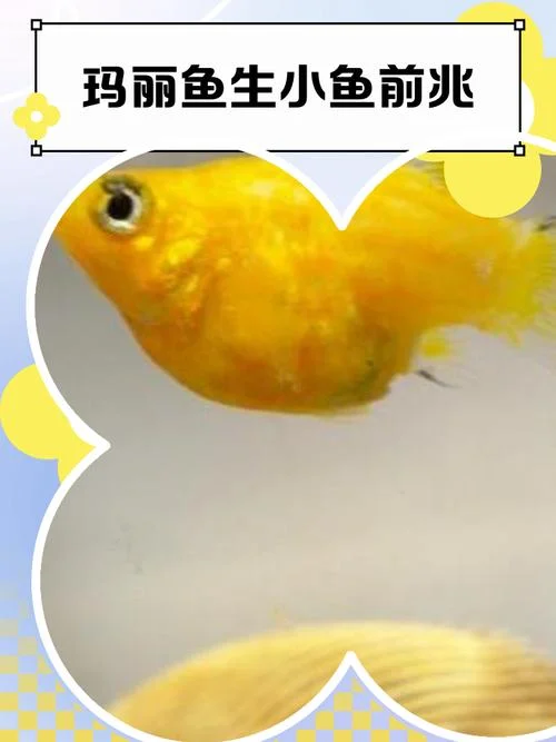 梦见各种各样的鱼是什么预兆-梦鱼预兆有何含义