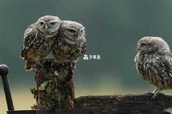 梦见成群猫头鹰叫-梦见群猫头鹰叫