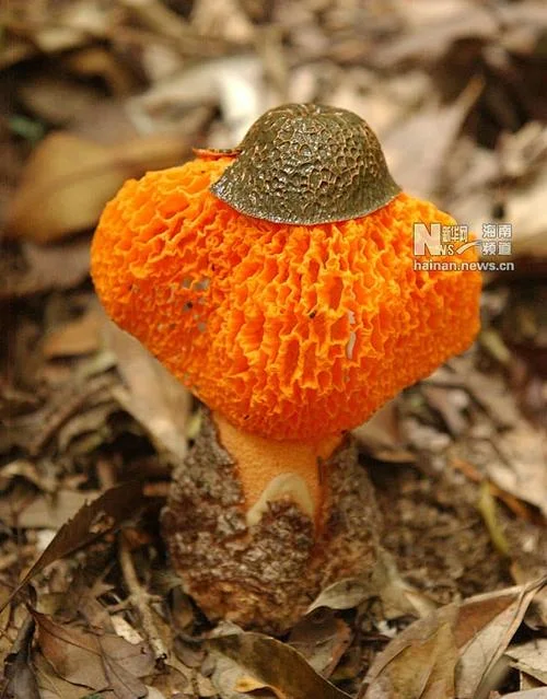 网状的菌类叫什么_2