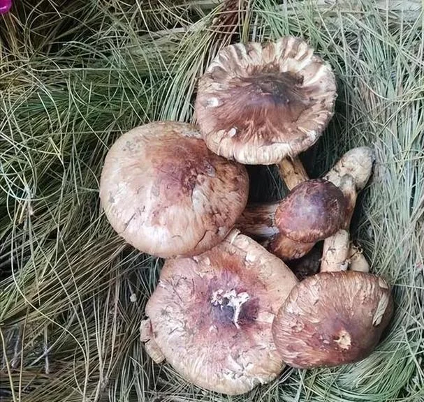 假松茸叫什么_1