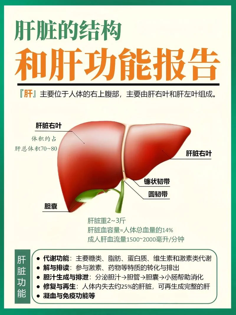肝结节如何查-肝结节精准筛查